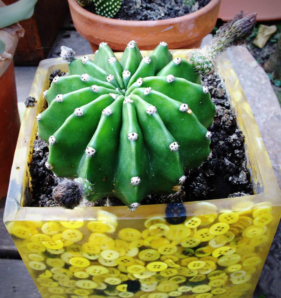 1000358_10151858477139828_1350205375_n