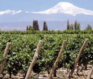 La influencia de la latitud en los viñedos